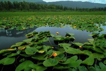 Click image for larger version

Name:	Wet6.jpg
Views:	20
Size:	27.0 KB
ID:	10890