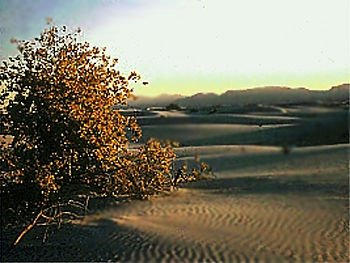 Click image for larger version

Name:	picdesert.jpg
Views:	16
Size:	29.4 KB
ID:	14469
