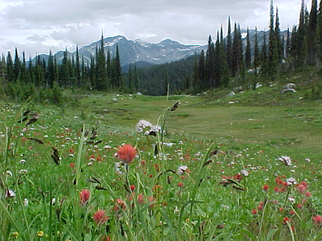 Click image for larger version

Name:	revelstoke meadow.jpg
Views:	21
Size:	86.7 KB
ID:	14854
