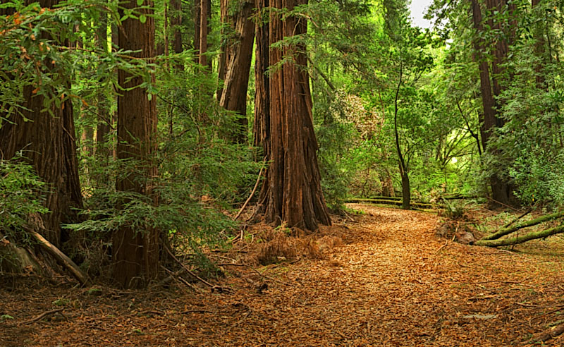 Click image for larger version

Name:	TheClearing1.jpg
Views:	40
Size:	224.5 KB
ID:	22314