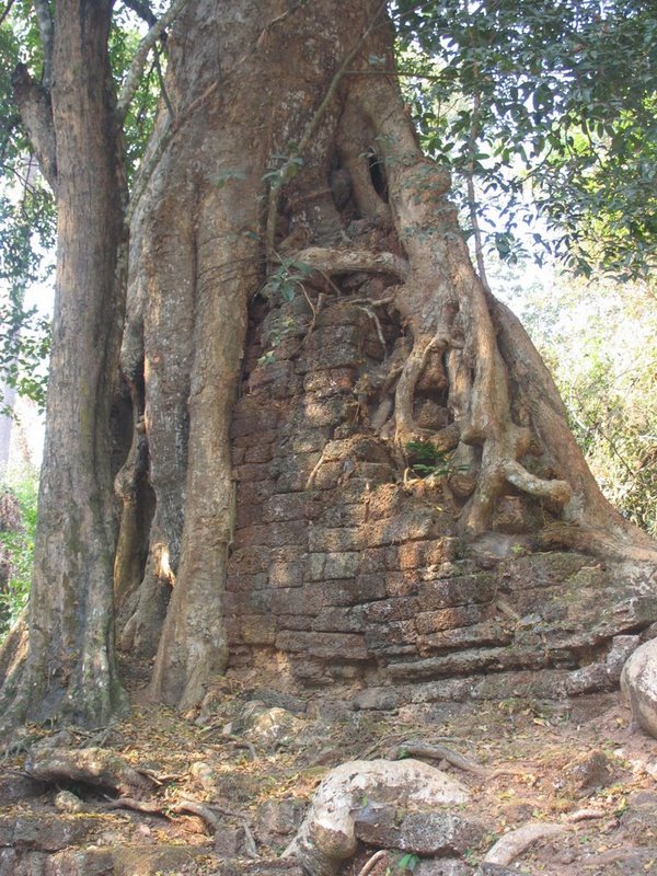 Click image for larger version

Name:	Overgrown+tree.JPG
Views:	17
Size:	163.7 KB
ID:	31840