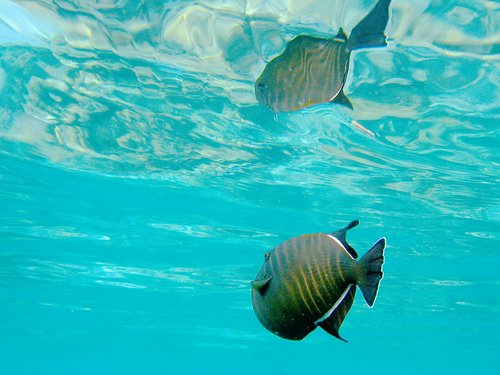 Click image for larger version

Name:	fish-reflection.jpg
Views:	18
Size:	40.3 KB
ID:	32100