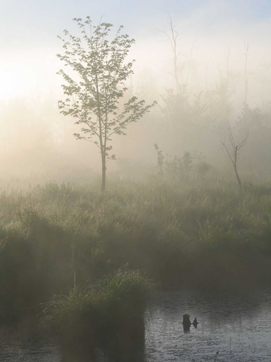 Click image for larger version

Name:	Swamp2.jpg
Views:	44
Size:	562.9 KB
ID:	34133